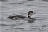 Great Northern Diver