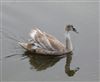 Mute Swan