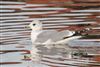 Common Gull