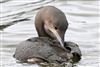 Black-throated Diver