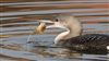 Black-throated Diver