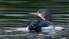 Black-throated Diver