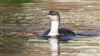 Black-throated Diver