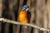 Kingfisher