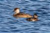 Red-crested Pochard