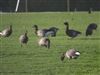 Light-bellied Brent Goose