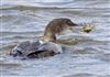 Great Northern Diver