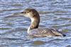 Great Northern Diver