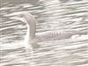 Black-throated Diver
