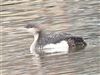 Black-throated Diver