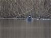 Scaup
