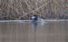 Scaup