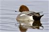 Wigeon