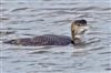 Great Northern Diver