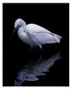 Little Egret