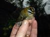Firecrest