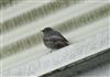 Black Redstart