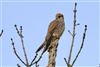 Kestrel