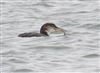 Great Northern Diver