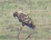 White-tailed Eagle