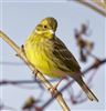 Yellowhammer