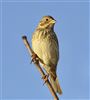 Corn Bunting