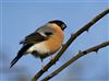 Bullfinch