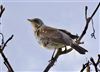 Fieldfare