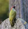 Green Woodpecker