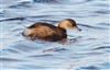 Little Grebe