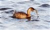 Little Grebe