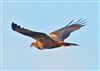 Marsh Harrier