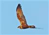 Marsh Harrier