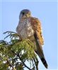 Kestrel