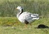 Bar-headed Goose