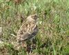 Woodlark