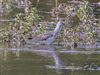 Greenshank