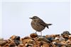 Rock Pipit