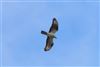 Honey-buzzard