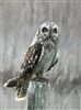 Short-eared Owl