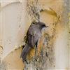 Sand Martin