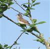 Lesser Whitethroat