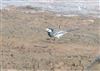 White Wagtail