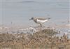 Common Sandpiper