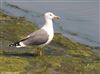 Lesser Black-backed Gull