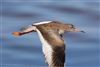 Redshank