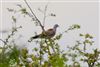 Turtle Dove