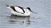 Avocet