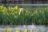 Great White Egret