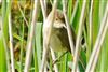 Reed Warbler